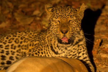 AI6I2842 Leopard South Luangwe NP Zambia