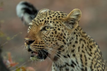 AI6I2862 Leopard South Luangwe NP Zambia