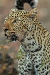 AI6I2864 Leopard South Luangwe NP Zambia