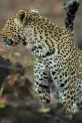 AI6I2865 Leopard South Luangwe NP Zambia