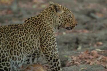 AI6I2866 Leopard South Luangwe NP Zambia