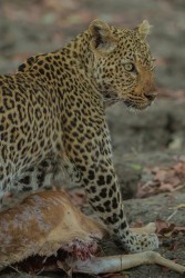 AI6I2868 Leopard South Luangwe NP Zambia