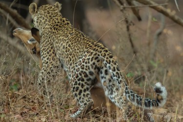 AI6I2872 Leopard South Luangwe NP Zambia