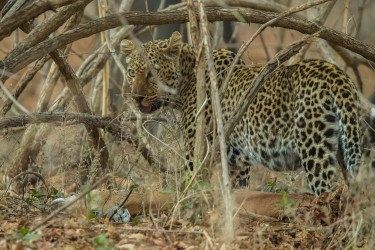 AI6I2890 Leopard South Luangwe NP Zambia