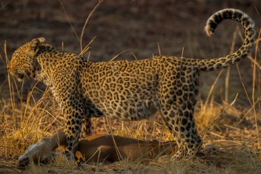 AI6I2940 Leopard South Luangwe NP Zambia