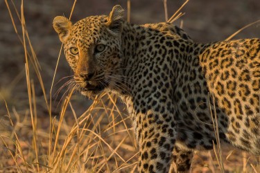 AI6I2944 Leopard South Luangwe NP Zambia