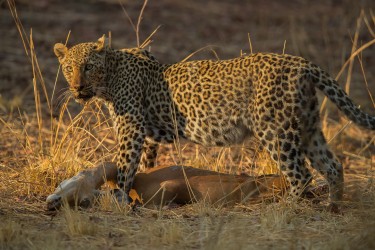 AI6I2946 Leopard South Luangwe NP Zambia