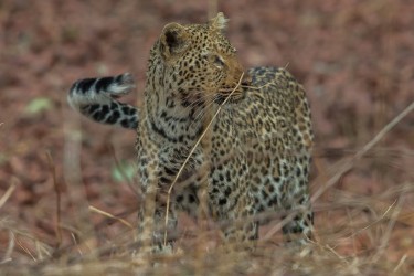 AI6I2973 Leopard South Luangwe NP Zambia