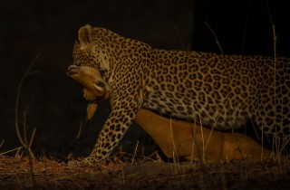 Wildlife Leopard South Luangwe