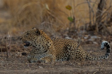 AI6I3072 Leopard South Luangwe Zambia