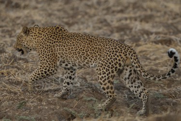 AI6I3082 Leopard South Luangwe Zambia