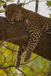 AI6I3150 Leopard South Luangwe Zambia