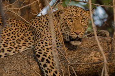 AI6I3188 Leopard South Luangwe Zambia