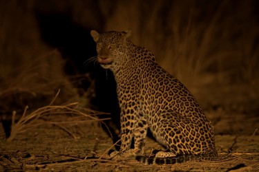 AI6I3238 Leopard South Luangwe Zambia
