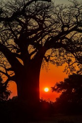 0S8A8982 Sunset Gonarezhou NP South Zimbabwe