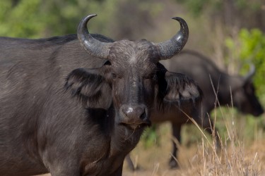 8R2A4294 Kaffir Buffalo Kafue NP West Zambia