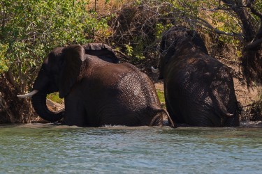 8R2A4297 Elephant Kafue NP West Zambia
