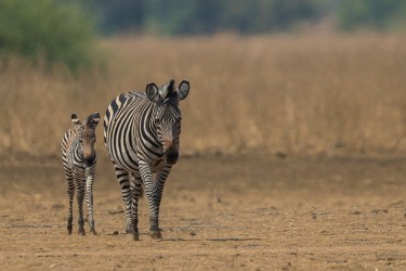 AI6I2410 Zebra Lower Zambezi NP South Zambia