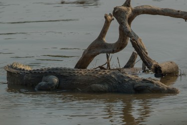 AI6I2423 Crocodile South Luangwe Zambia