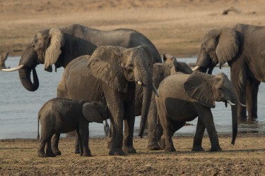 AI6I2449 Elephant South Luangwe Zambia