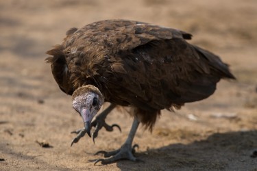 AI6I3503 .....Vulture South Luangwe Zambia