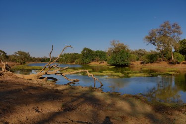 0S8A9364 Mana Pools North Zimbabwe