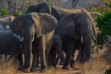 8R2A2115 Elephants Gonarezhou NP South Zimbabwe