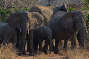 8R2A2125 Elephants Gonarezhou NP South Zimbabwe
