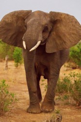 8R2A2148 Elephants Gonarezhou NP South Zimbabwe