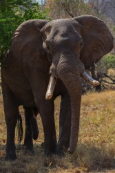 8R2A2198 Elephants Gonarezhou NP South Zimbabwe
