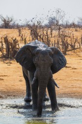 8R2A2305 Elephant Hwange NP Northeast Zimbabwe