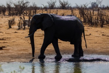 8R2A2315 Elephant Hwange NP Northeast Zimbabwe
