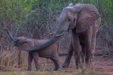 8R2A2422 Elephant Matusadona NP Zimbabwe
