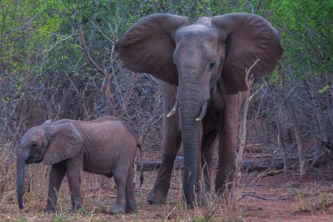 8R2A2425 Elephant Matusadona NP Zimbabwe