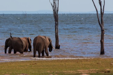 8R2A2486 Elephant Matusadona NP Zimbabwe