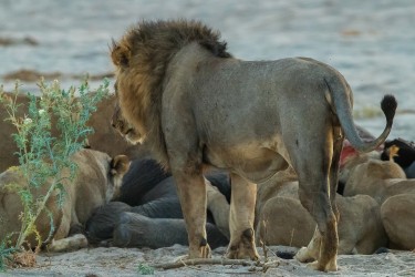 AI6I0162 Lion Kavinga Mana Pools North Zambia