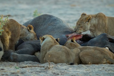 AI6I0197 Lion Kavinga Mana Pools North Zambia
