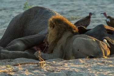 AI6I0224 Lion Kavinga Mana Pools North Zambia