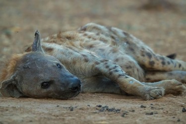 AI6I2109 Hyena Mana Pools North Zimbabwe