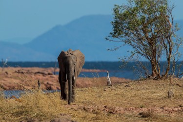 AI6I9442 Elephant Matusadona NP Zimbabwe