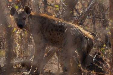 AI6I9495 Hyena Matusadona NP Zimbabwe