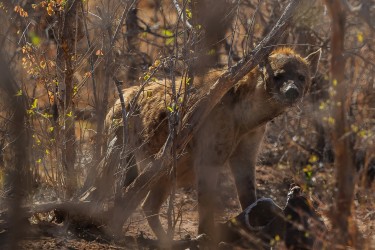 AI6I9498 Hyena Matusadona NP Zimbabwe