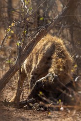 AI6I9576 Hyena Matusadona NP Zimbabwe