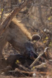 AI6I9585 Hyena Matusadona NP Zimbabwe