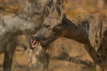 AI6I9638 Hyena Matusadona NP Zimbabwe