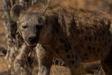 AI6I9644 2 Hyena Matusadona NP Zimbabwe