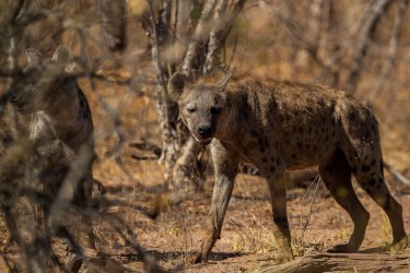 AI6I9644 Hyena Matusadona NP Zimbabwe