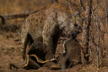 AI6I9657 Hyena Matusadona NP Zimbabwe