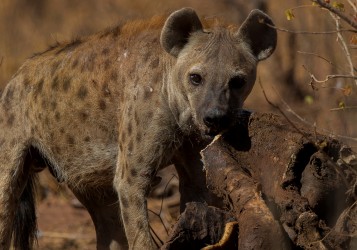 AI6I9693 Hyena Matusadona NP Zimbabwe