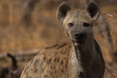 AI6I9721 Hyena Matusadona NP Zimbabwe
